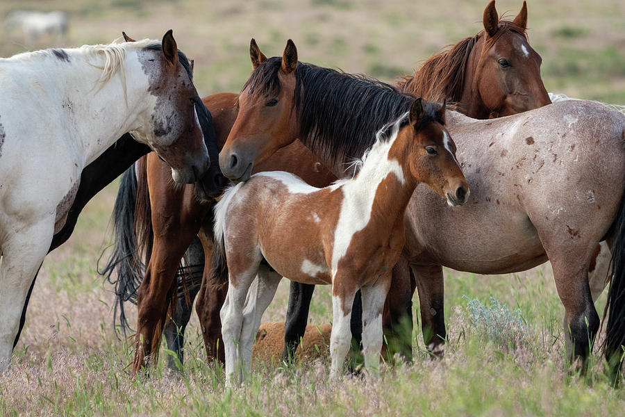 Onaqui Wild Horses #8 Photograph by Wesley Aston