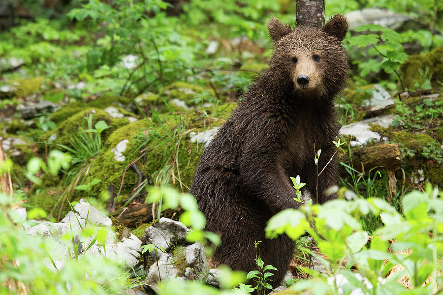 One year old Brown Bear in Slovenia #8 Photograph by Ian Middleton