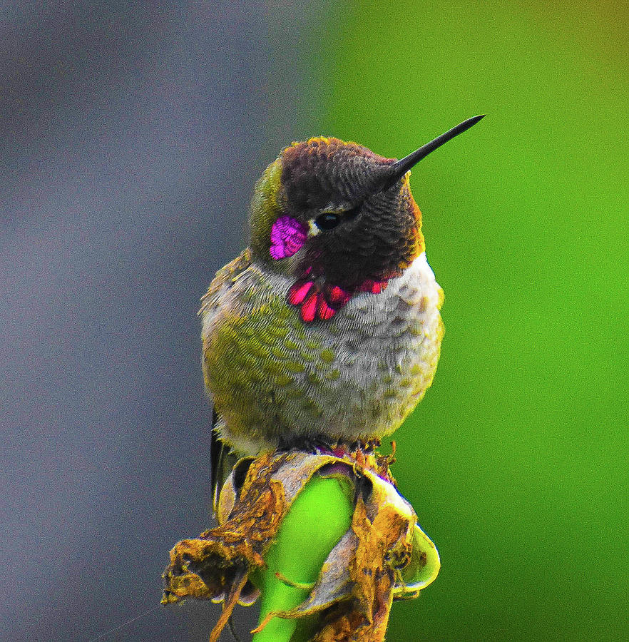 hummingbird images