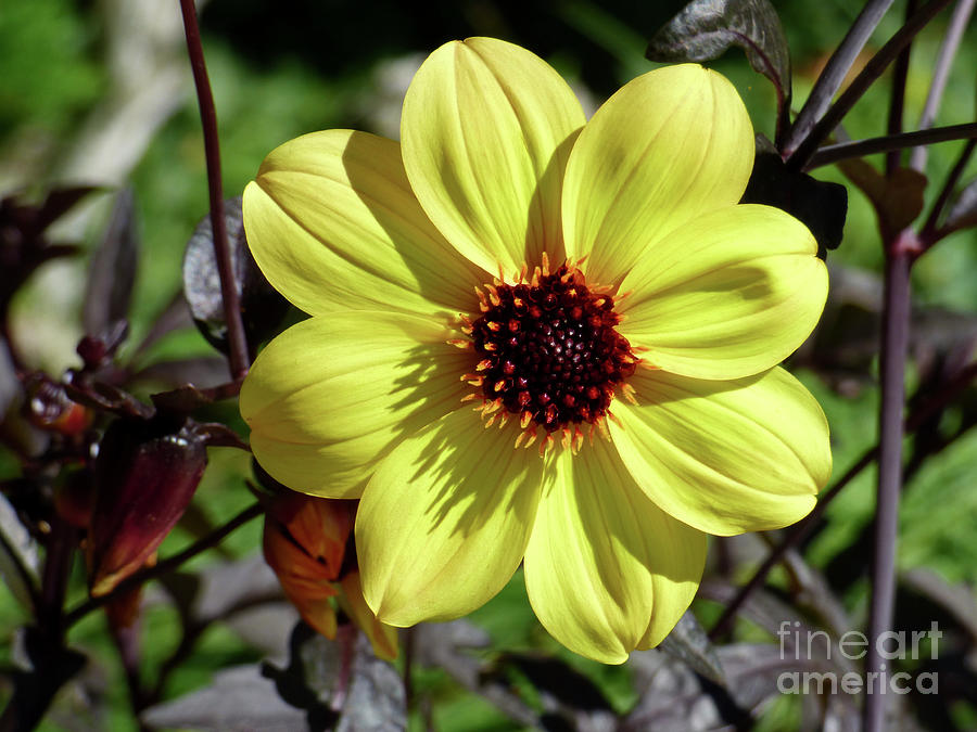 8 Petal Yellow Flower Photograph