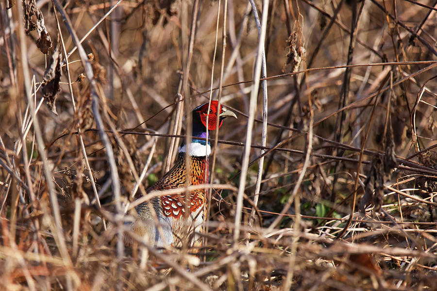 Pheasant #8 Photograph by Brook Burling