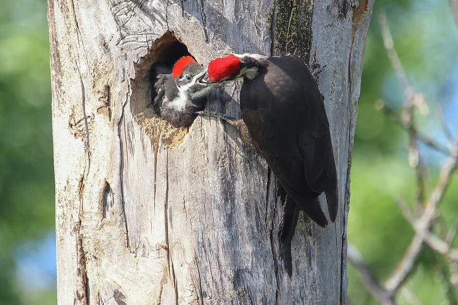 Pileated Woodpecker Family #8 Photograph by Brook Burling