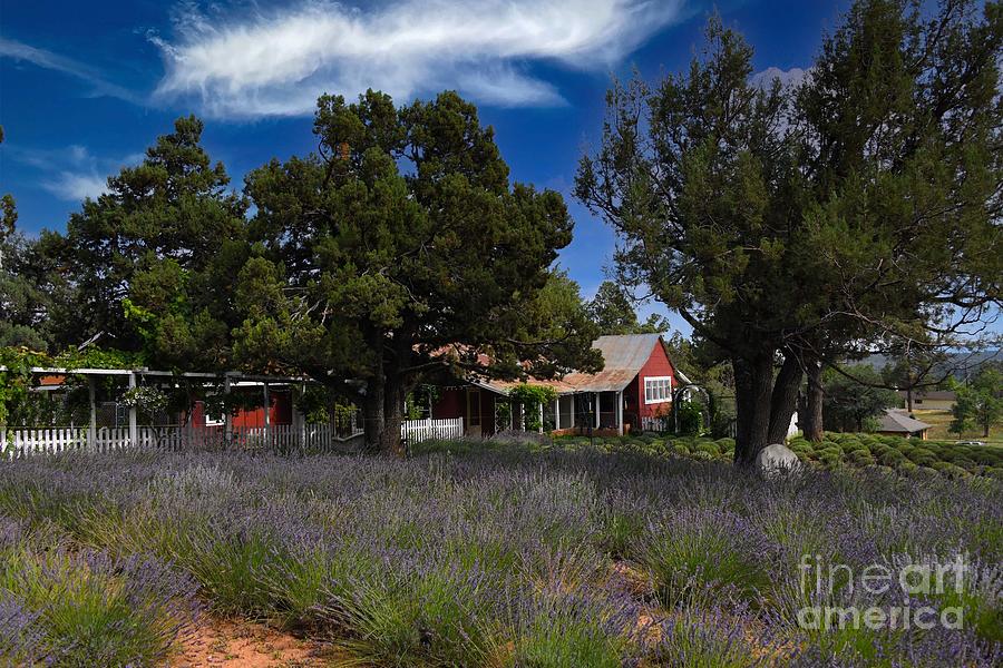 Pine Creek Canyon Lavender Farm #8 Digital Art by Tammy Keyes