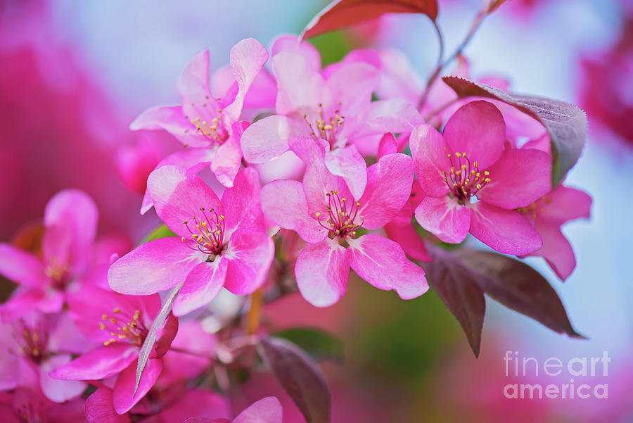 Pink Flowers On The Bush. Shallow Depth Of Field. Photograph