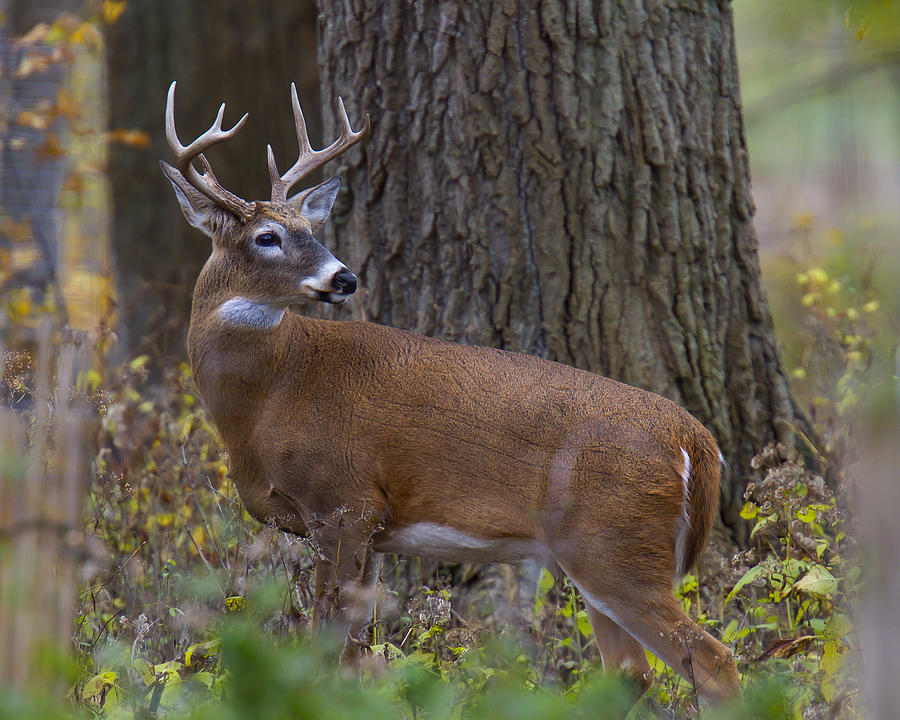 8 Pointer Photograph by Timothy McIntyre