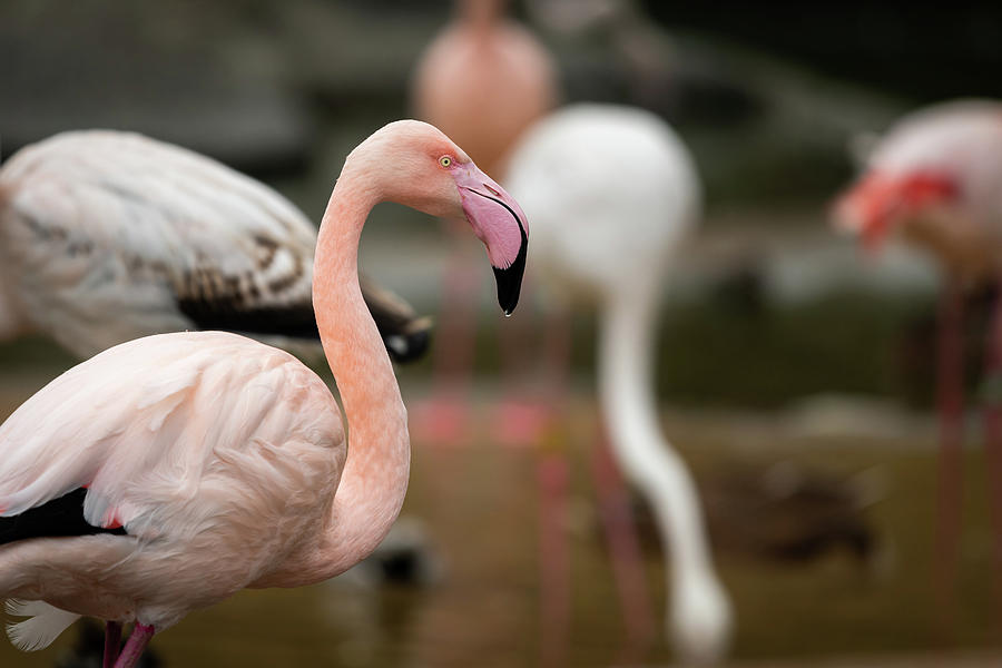 Portrait of a Greater Flamingo in a zoo Photograph by Stefan Rotter ...