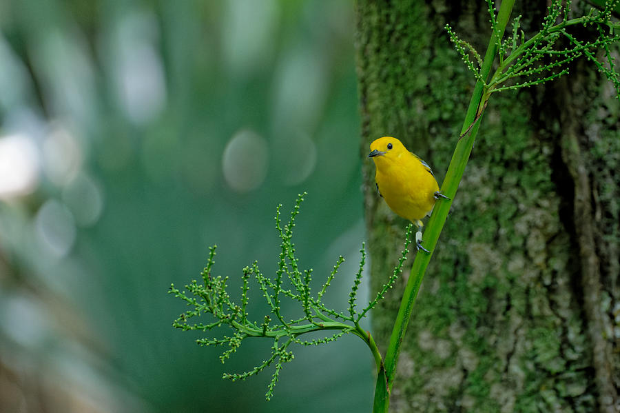 Prothonotary Warbler #8 Photograph by Colin Hocking
