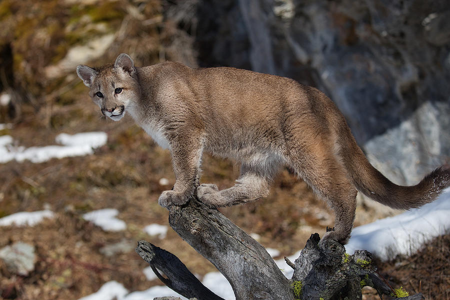 Puma Cub Photograph By David Garcia-costas - Fine Art America