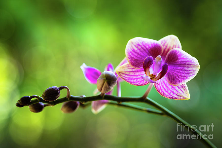 Purple Orchid Flower Photograph by Raul Rodriguez