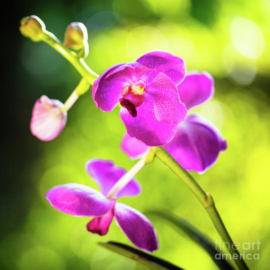 Purple Orchid Flowers #8 Photograph by Raul Rodriguez