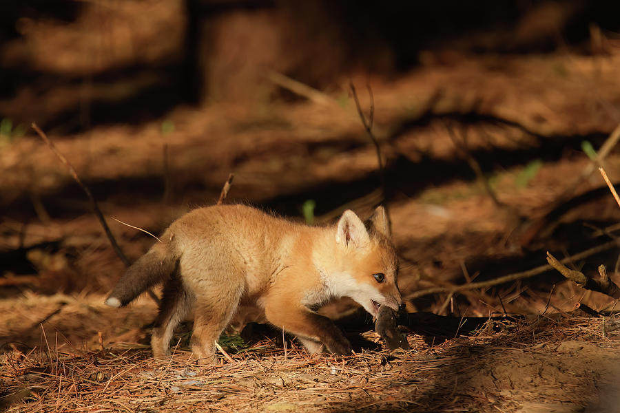 Red Fox Kit #8 Photograph by Brook Burling