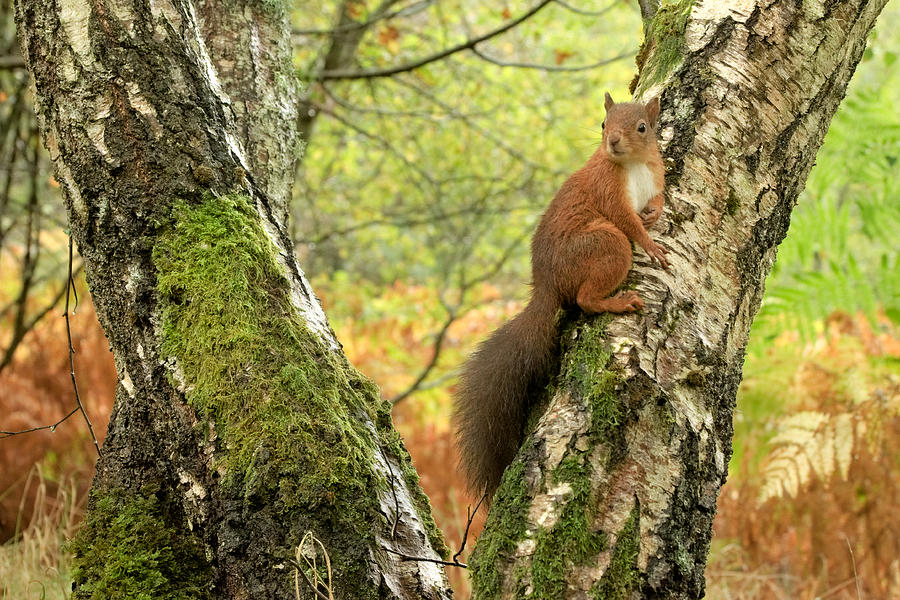 Squirrel Photograph - Red Squirrel #8 by Gavin MacRae