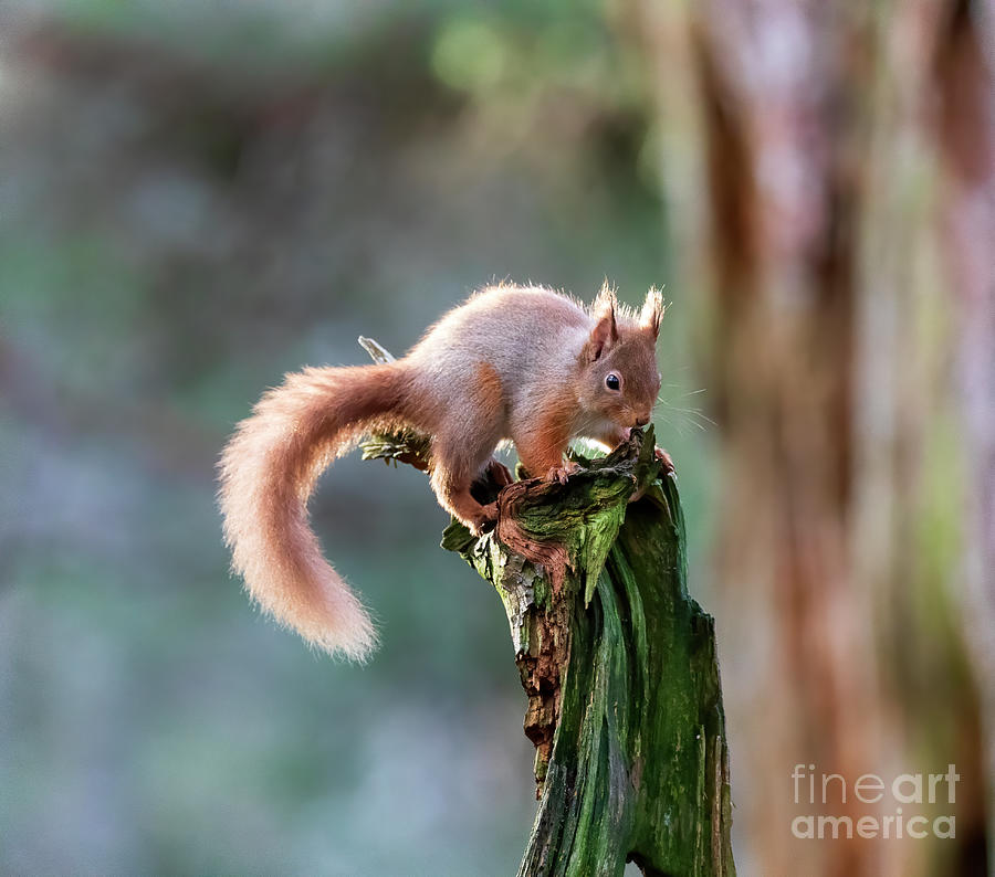 Red squirrel, Sciurus vulgaris #8 Photograph by Louise Heusinkveld