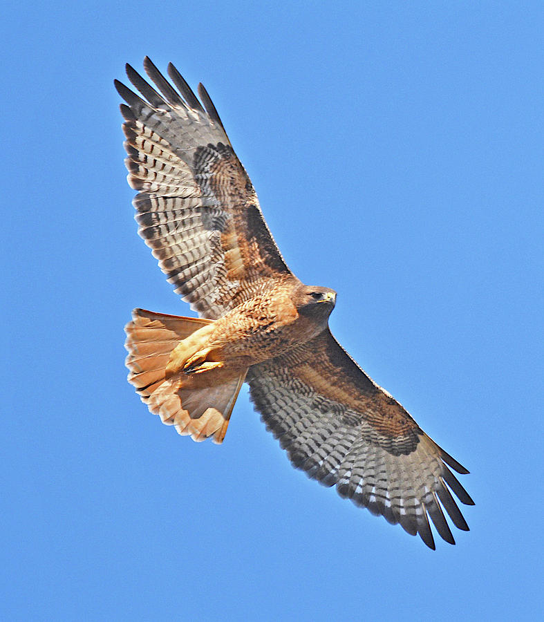 Red-tailed Hawk Photograph by Lindy Pollard - Fine Art America