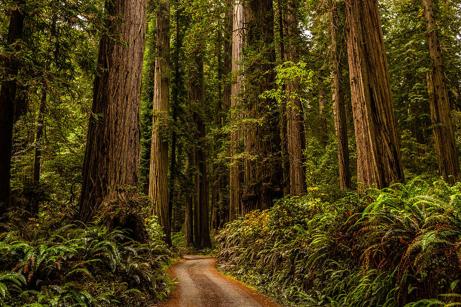 Redwoods #4 Photograph by Billy Bateman