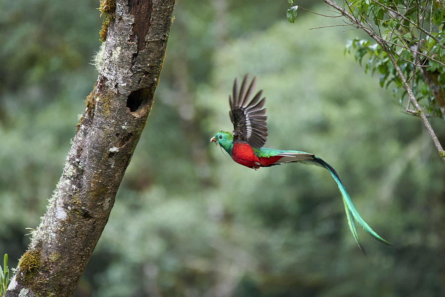 Resplendent Quetzal #8 Photograph by ©Juan Carlos Vindas Resplendent Quetzal #8 Photograph by ©Juan Carlos Vindas
