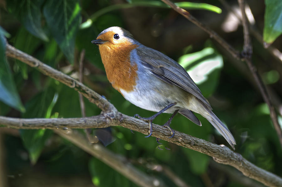 Robin #8 Photograph by Chris Day