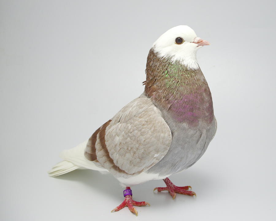Roller Pigeon #8 Photograph by Nathan Abbott
