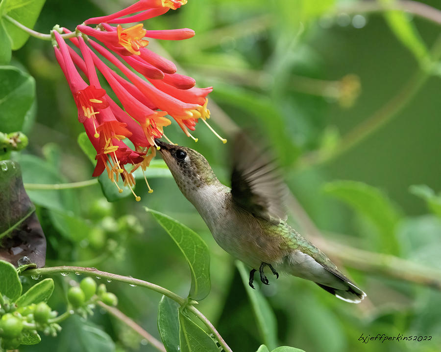 Ruby Throated Hummingbird #8 Photograph by Jeffrey PERKINS