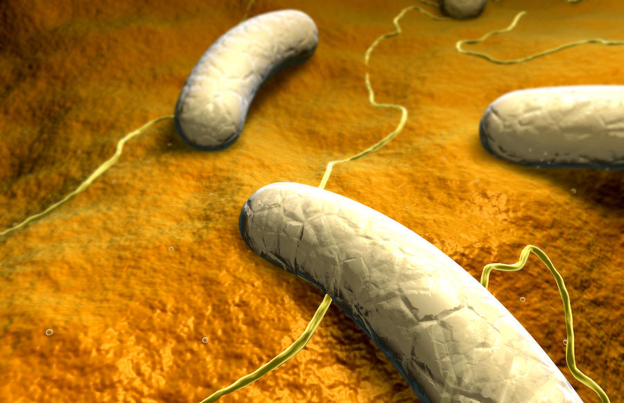Salmonella #8 Drawing by MedicalRF.com Salmonella #8 Drawing by MedicalRF.com