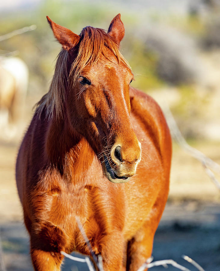 Salt River, Arizona Wild Horses Photograph By Al Ungar - Pixels