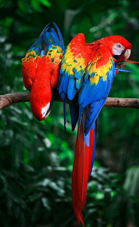 Scarlet Macaws #8 Photograph by Thepalmer