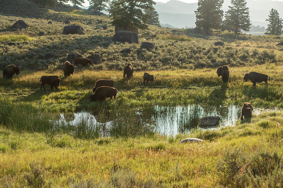 Scenes Around Yellowstone National Park In Wyoming #8 Photograph by Alex Grichenko
