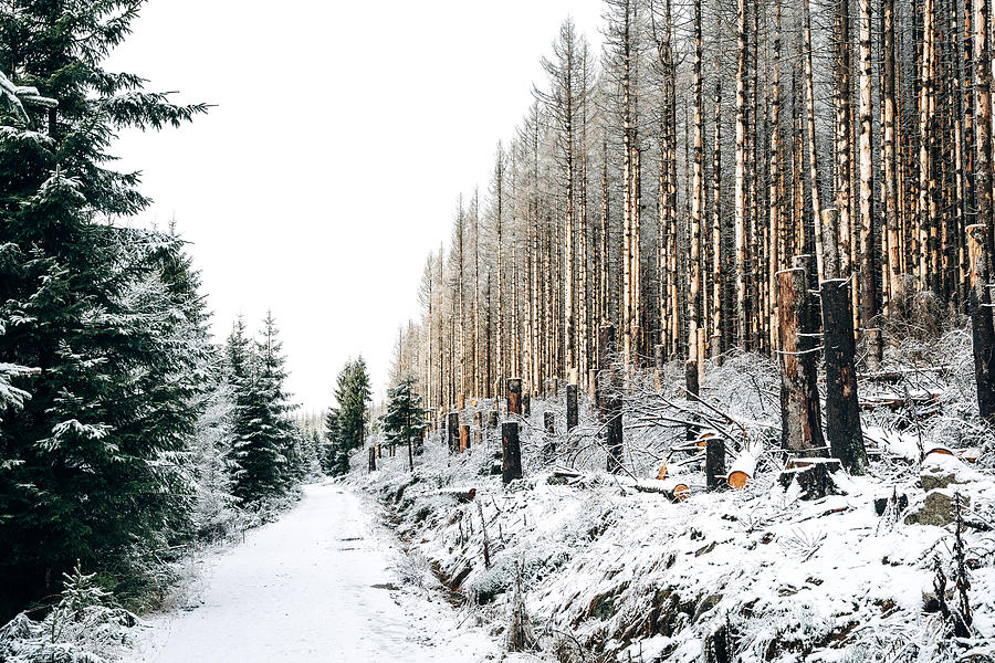 Schneelandschaft im Wald #8 Photograph by Joern Siegroth