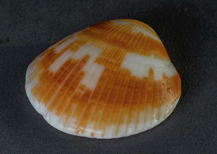 Sea Shells #8 Photograph by Tommy Farnsworth