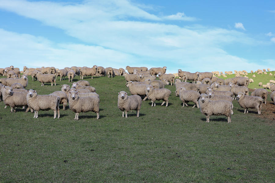 sheep farm in New Zealand Photograph by Pla Gallery - Fine Art America