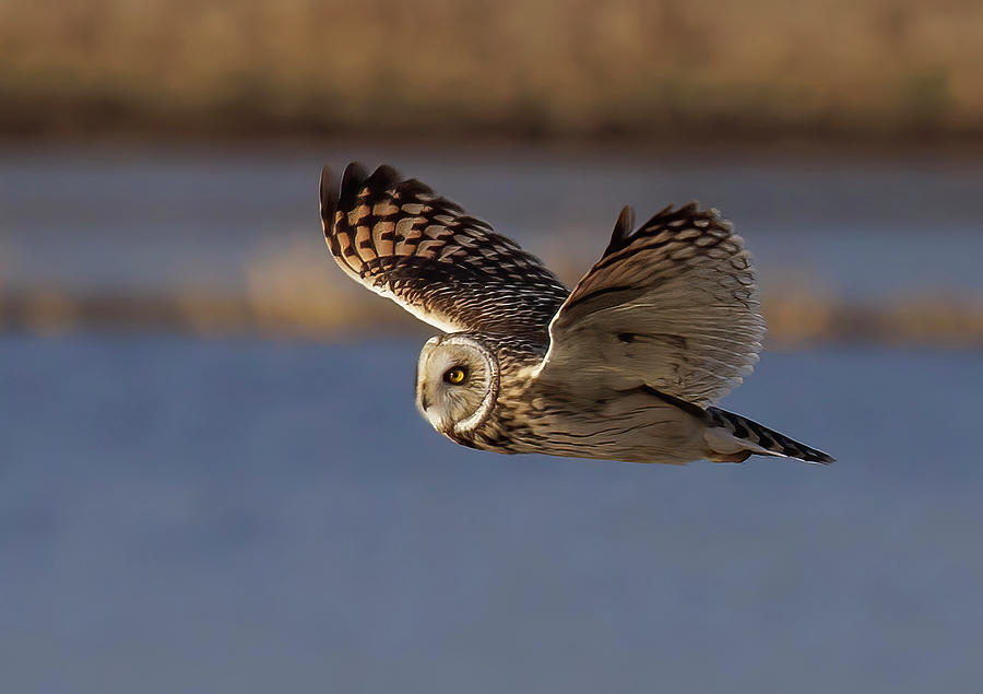 Short Eared Owl #8 Photograph by Angie Vogel