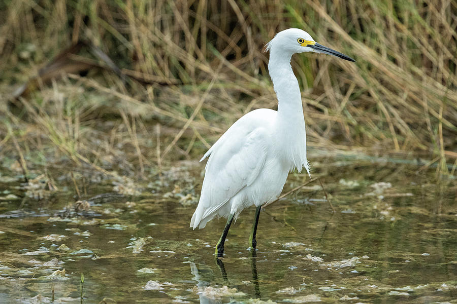 Snowy Egret #8 Photograph by Fran Gallogly