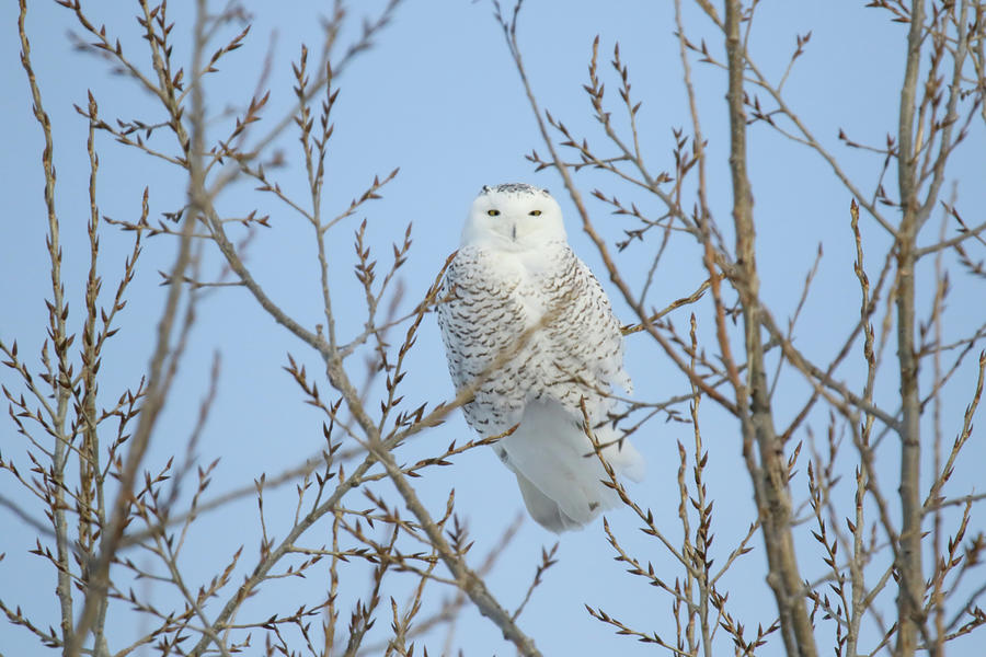 Snowy Owl #8 Photograph by Brook Burling