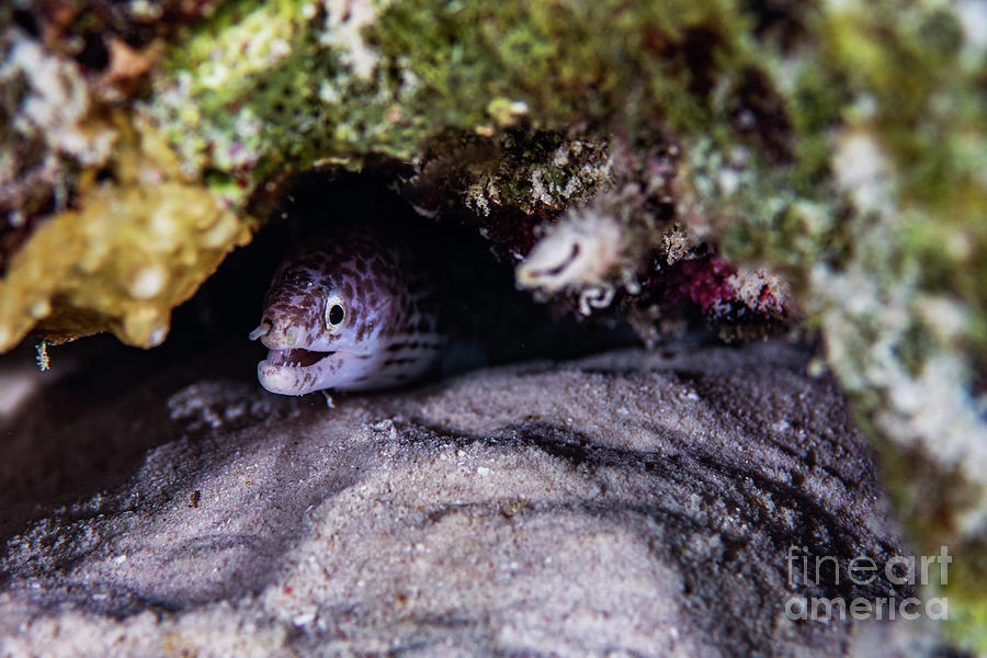 Spotted Moray Eel #8 Photograph by JT Lewis