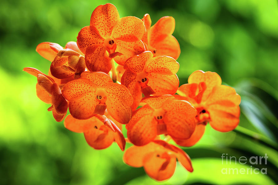 Spotted Tangerine Orchid Flowers #8 Photograph by Raul Rodriguez