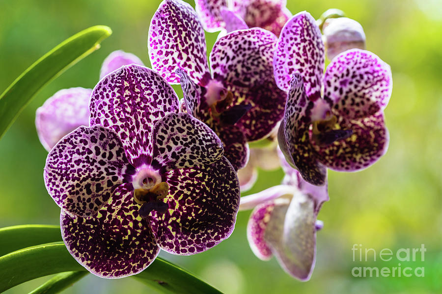 Spotted Vanda Orchid Flowers Photograph by Raul Rodriguez