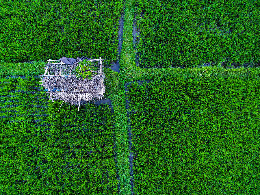 Tegallalang Rice terraces #8 Photograph by DKart