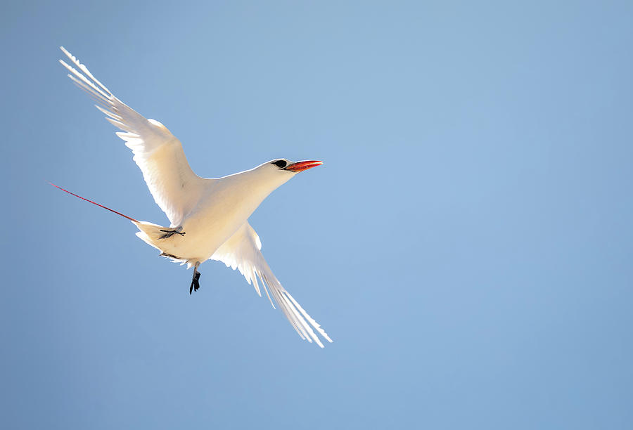 The red-tailed tropicbird, Phaethon rubricauda, Nosy Ve. Madagascar ...