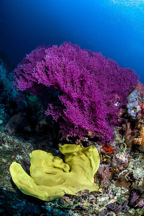 The underwater world of Java Sea, Gili Islands, Lombok, Indonesia. #8 Photograph by Giordano Cipriani