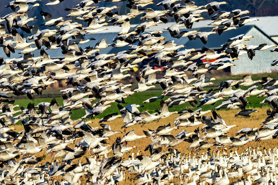 Thousands Snow Geese Flying Skagit Valley Washington Photograph By ...