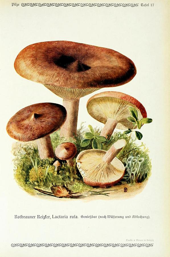 Vintage Fungi Illustrations #8 Mixed Media by World Art Collective