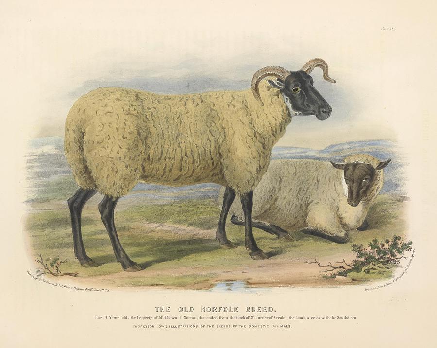 Vintage Sheep illustration Mixed Media by Beautiful Nature Prints ...