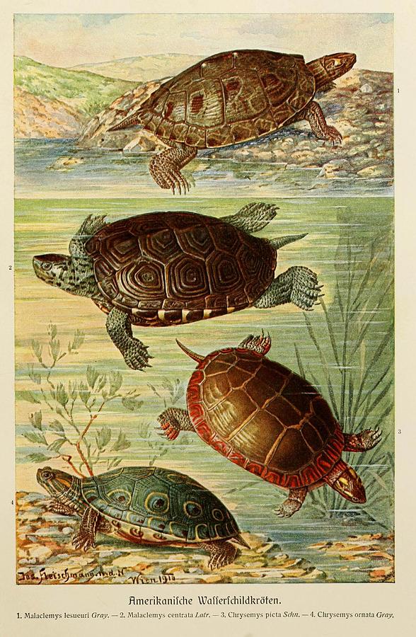 https://images.fineartamerica.com/images/artworkimages/mediumlarge/3/8-vintage-turtle-and-tortoise-illustrations-beautiful-nature-prints.jpg