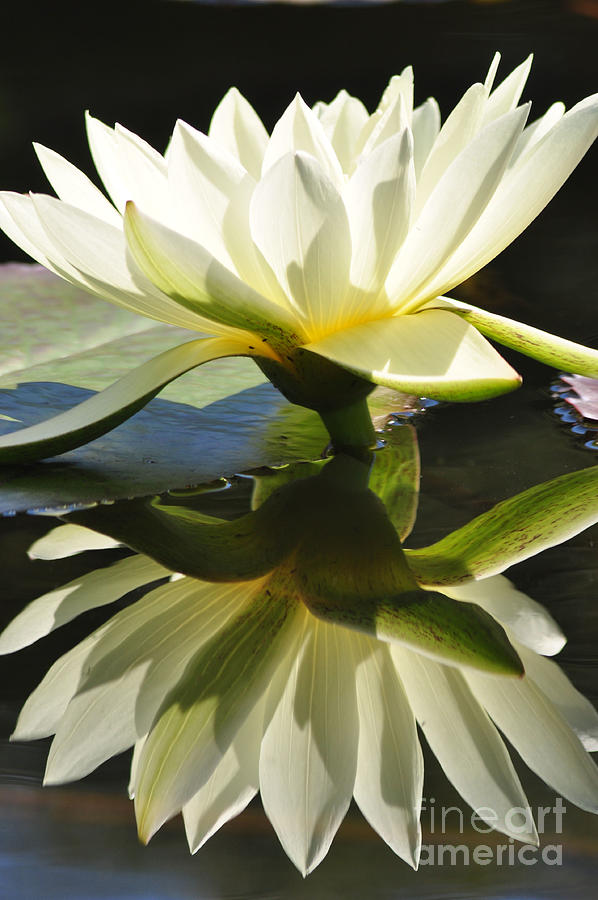 Water Lily #8 Photograph by Mark Gilman