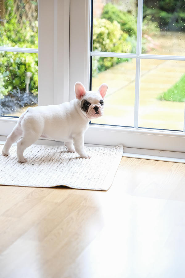 8 weeks old Pied French Bulldog Puppy waiting at the door to go outside Photograph by Gollykim
