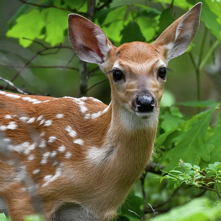 Deer Symbolize Fertility In The Native Ancestors Culture Digital Art by ...