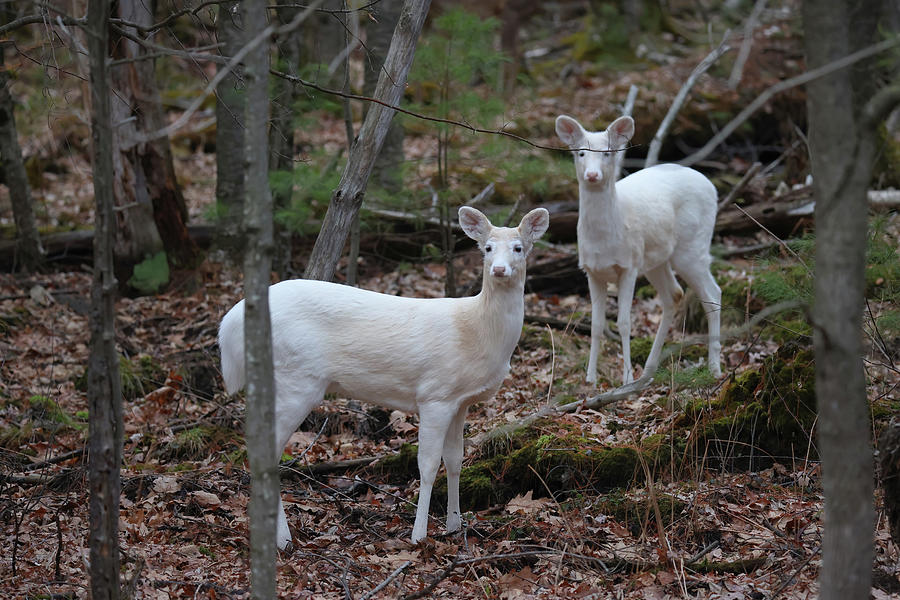 White Deer #8 Photograph by Brook Burling