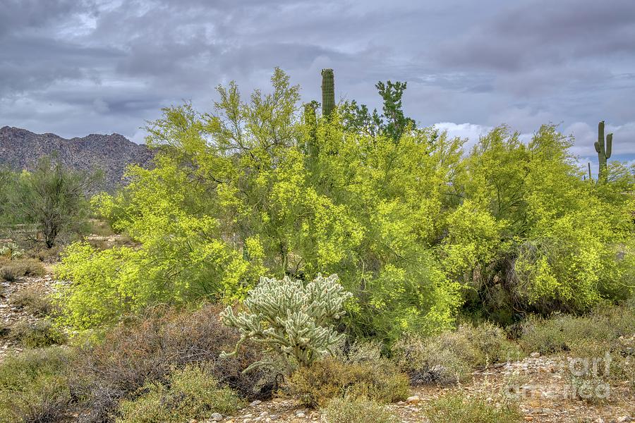 White Tank Mountain Scenes Near Phoenix Arizona #8 Photograph by Kenneth Roberts
