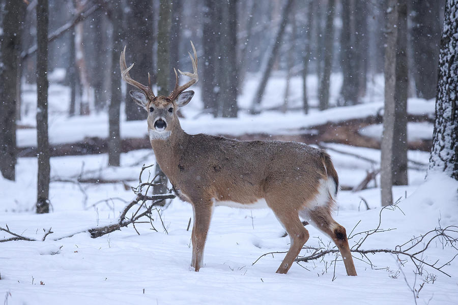 Whitetail Buck #8 Photograph by Brook Burling