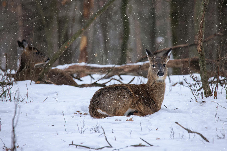 Whitetail Doe #8 Photograph by Brook Burling